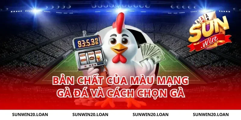 Bản chất của màu mạng gà đá và cách chọn gà